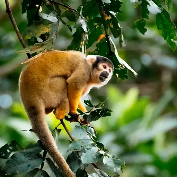 Arequipa Ciudad Blanca