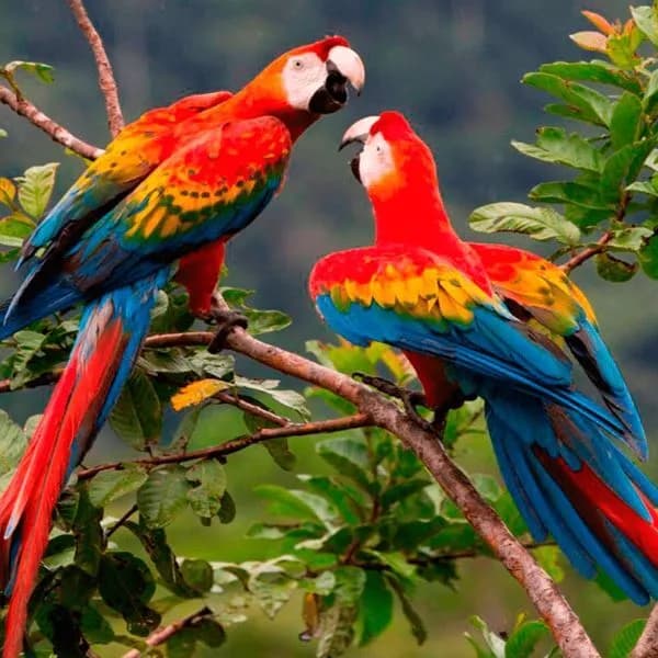 Arequipa Ciudad Blanca