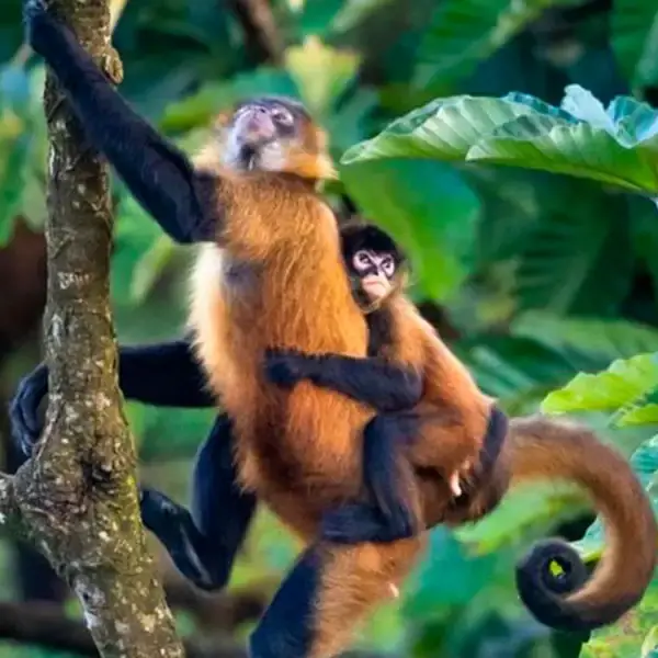 Arequipa Ciudad Blanca