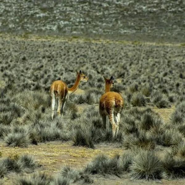 Aguas Calientes Mapi