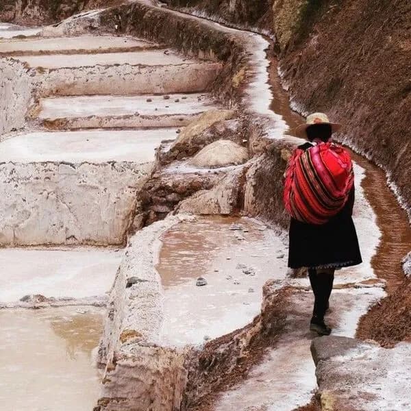 Alpaquitas en Pisaq Valle sagrad