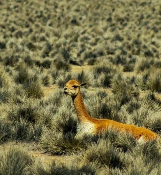 Arequipa Cañon del Colca
