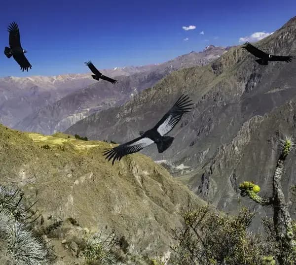 Arequipa Cañon del Colca