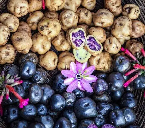 Almuerzo tipico en Patabamba