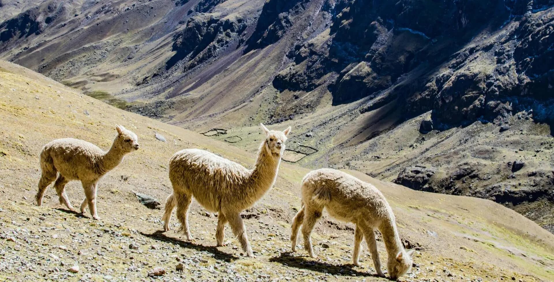 Trek de Lares - Una Inmersión Intima en los Andes 