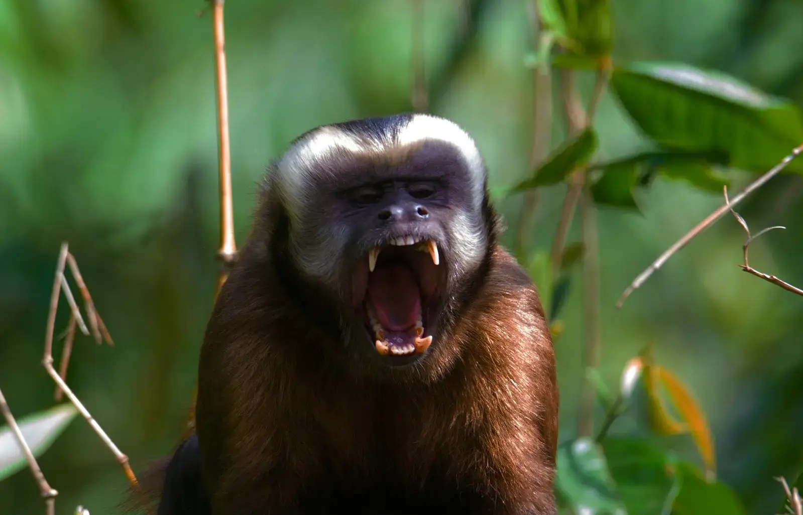 From the Andes to Amazon Adventure: Peru Immersion Adventure