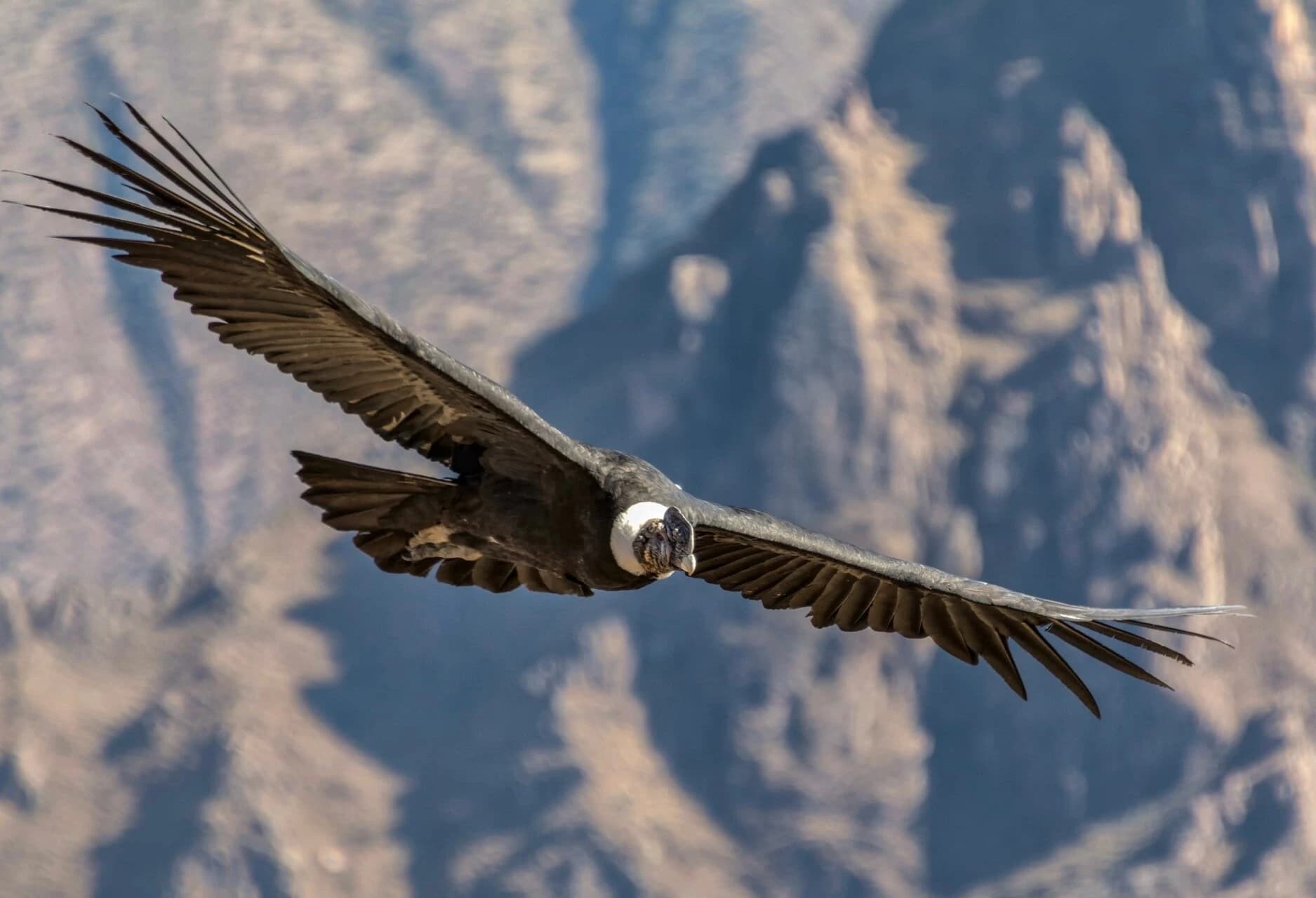 The Ultimate Active Peru: Salkantay Trek & Southern Circuit (17 Days)