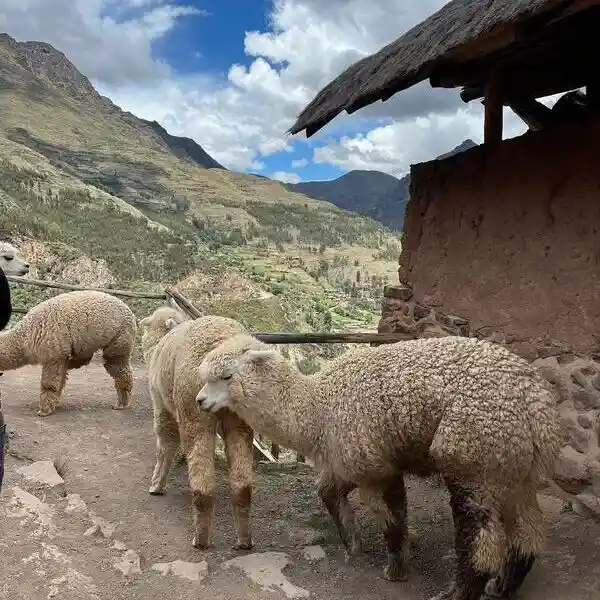 Alpaquitas en Pisaq Valle sagrad Alpaquitas en Pisaq Valle sagrad